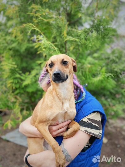 Маленькая собака ищет дом