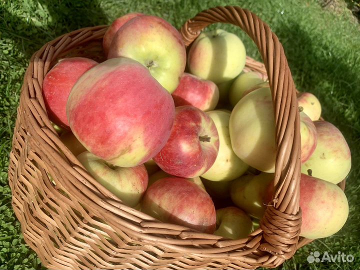 Яблоки- алма- атинский апорт