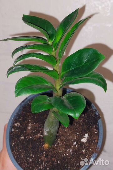 Замиокулькас Зензи и Зензи Жук