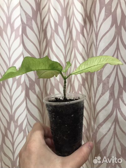 Кодиеум кротон Тамара