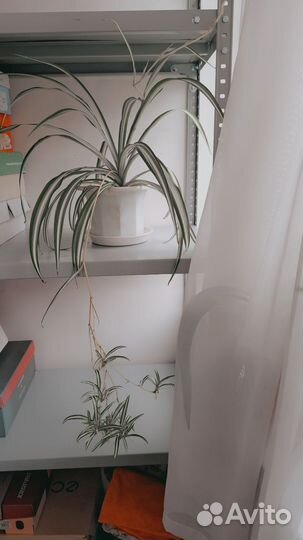 Хлорофитум