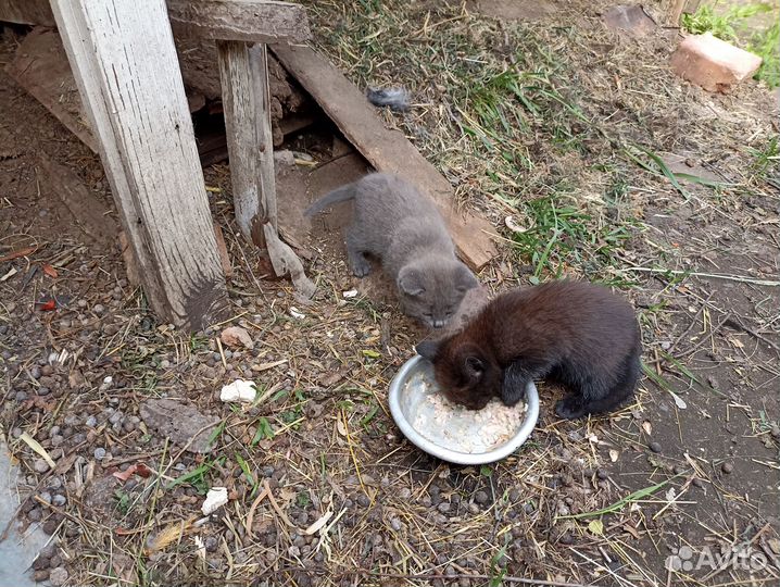 Котята отдам даром