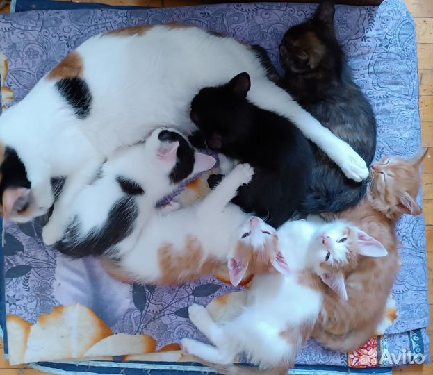 Котята бесплатно