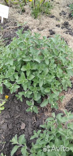 Котовник Фассена