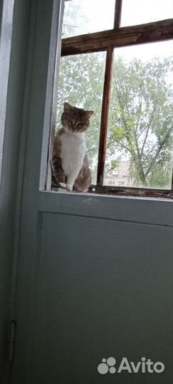 Трехцветная