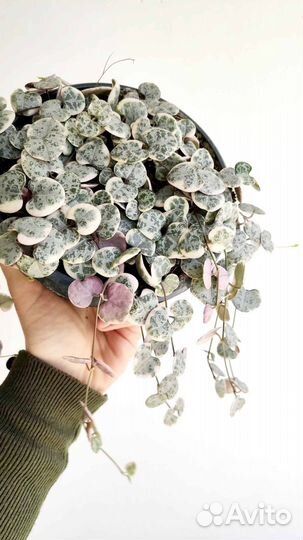 Церопегия вуди вар,крассула костер,каланхоэ,фикус