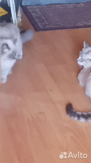 Тайский кот на вязку