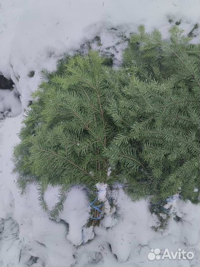 Веники пихтовые от производителя
