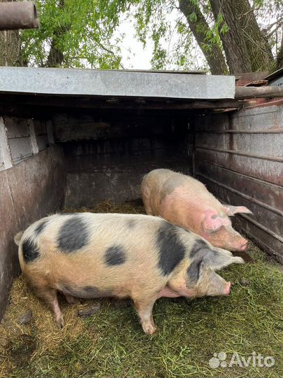 Свинья (свиноматка)