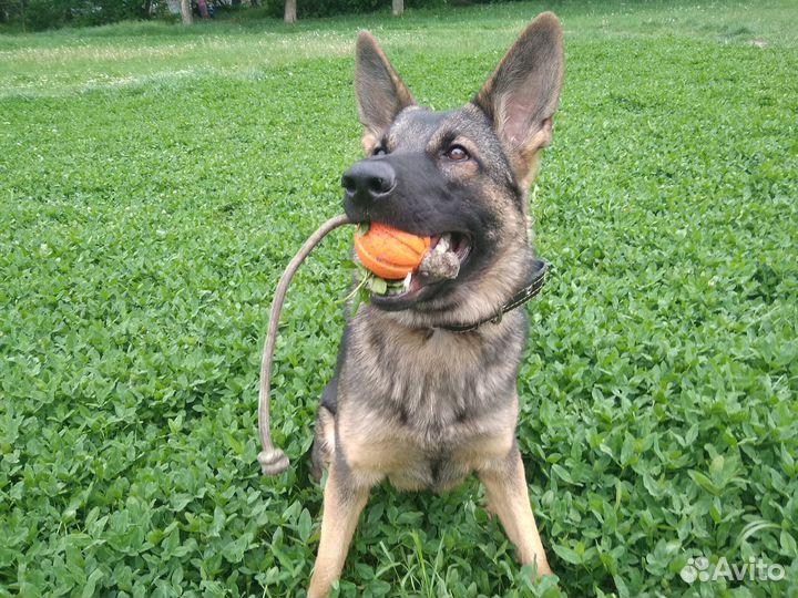 Дрессировка собак кинолог