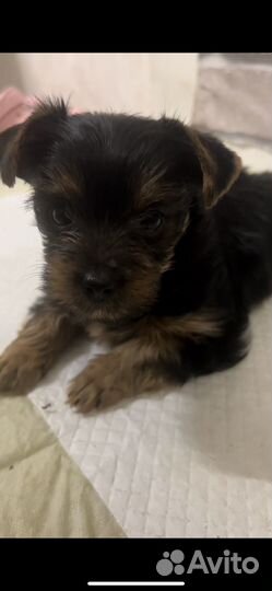 Йоркширский терьер мини