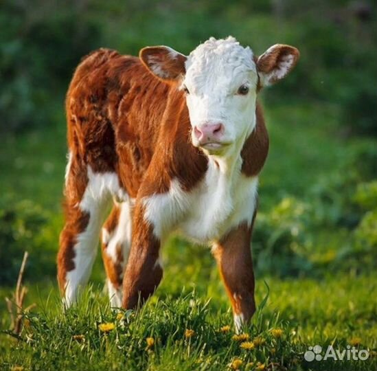 Телята и бычки