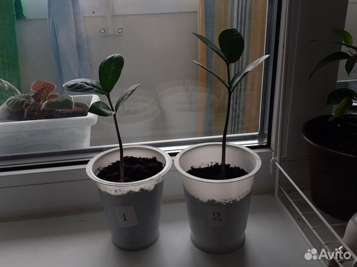 Замиокулькас (Долларовое дерево)