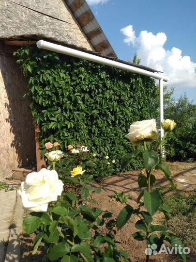 Саженцы девичий виноград