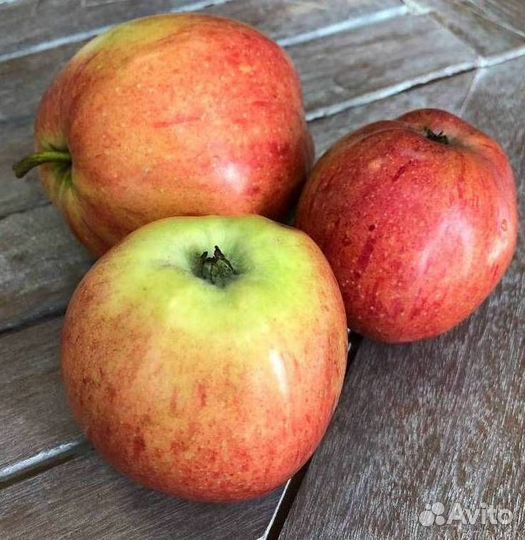 Саженцы яблони Штрейфлинг