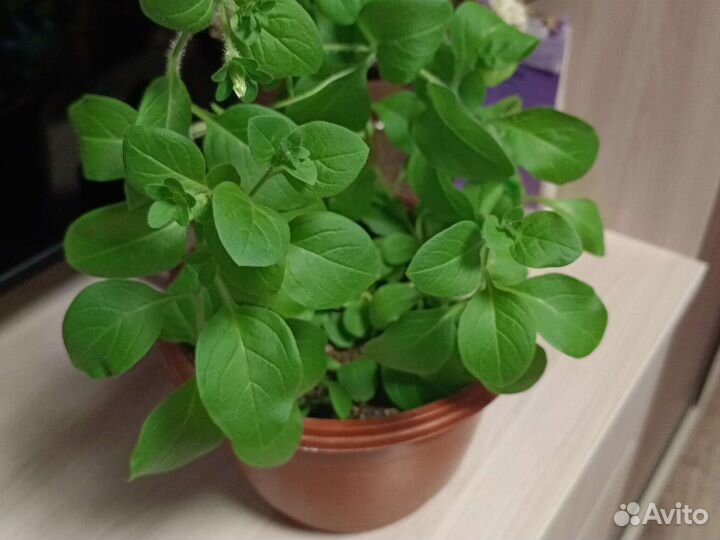 Кашпо, Петуния ампельная Опера Влю