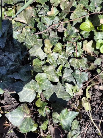 Плющ вечнозелёный