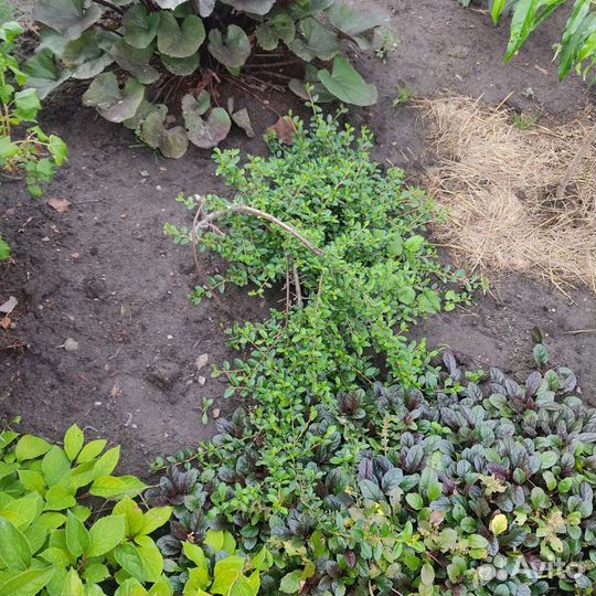 Кизильник блестящий