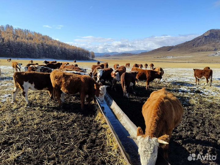 Телочки и бычки