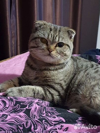 Шотландский (скоттиш-фолд) котик вязка