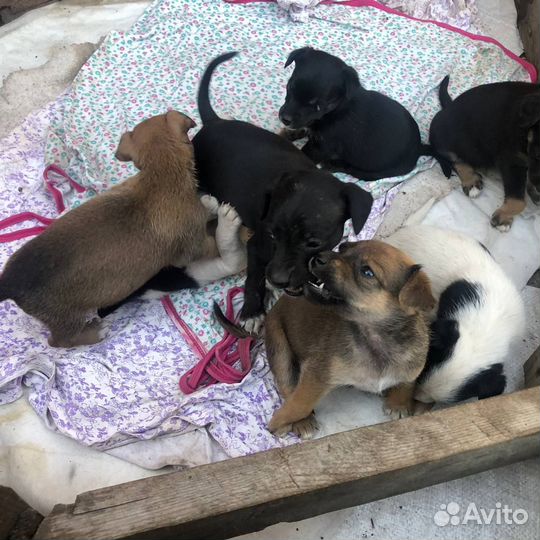 Щенки метисы грейхаунда