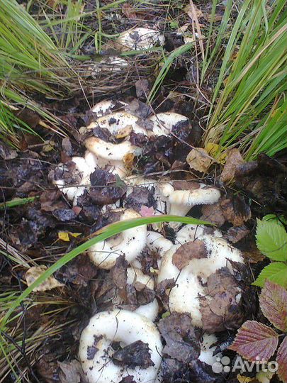 Солёные грузди