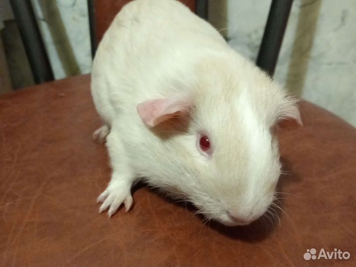 Морские свинки