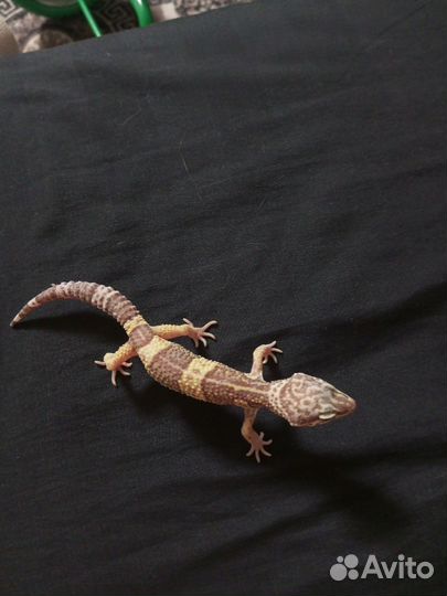 Ящерица эублефар геккон Самец