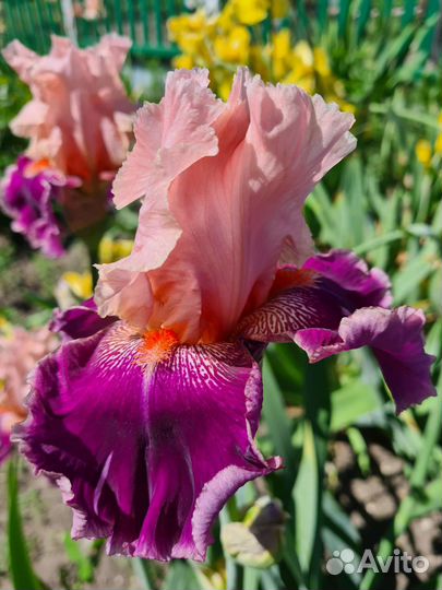 Ирисы бородатые