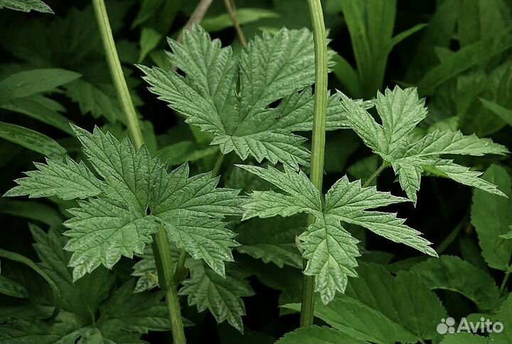 Хмель обыкновенный саженцы