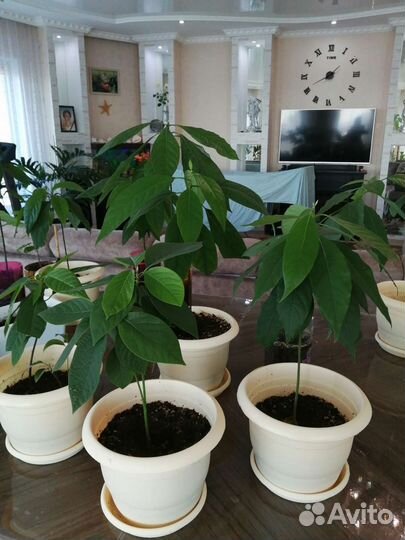 Авокадо дерево