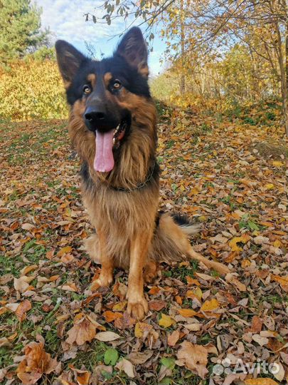 Немецкая овчарка вязка