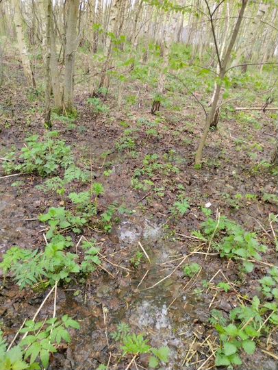 Участок 11,2 сот. (СНТ, ДНП)