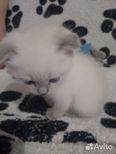 Вислоухие котята