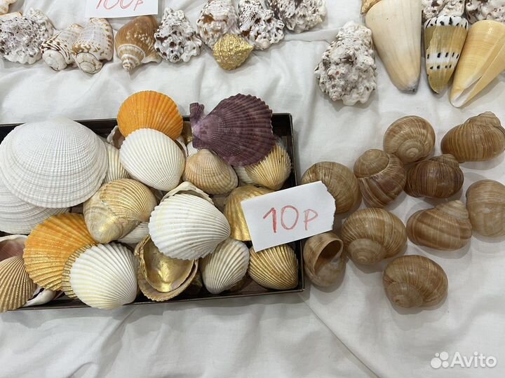 Ракушки и морское полосатое стекло