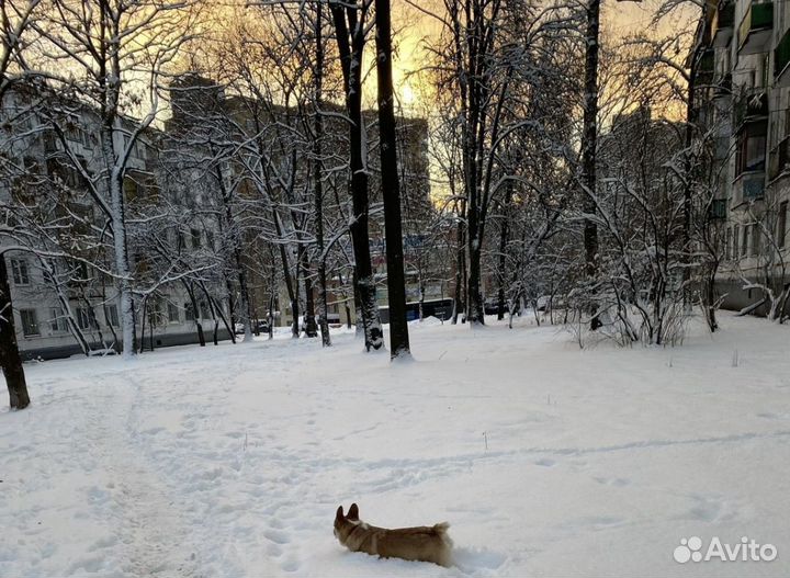 Девочка вельш корги пемброк