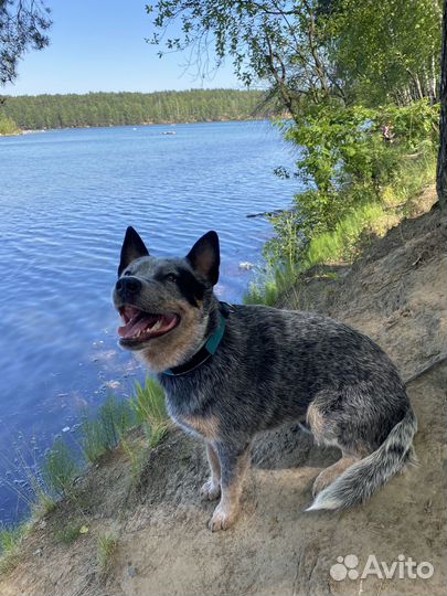 Собака в добрые руки Австралийский хилер