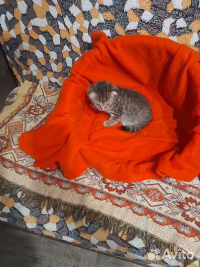 Британские котята