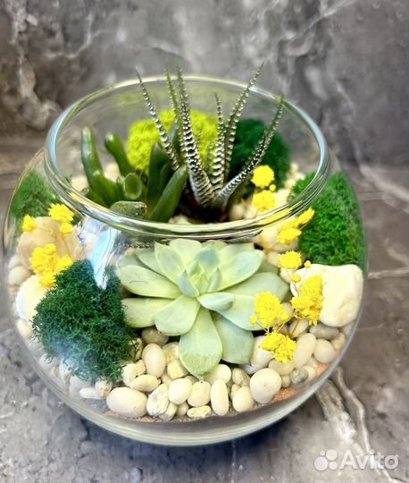 Флорариум суккуленты