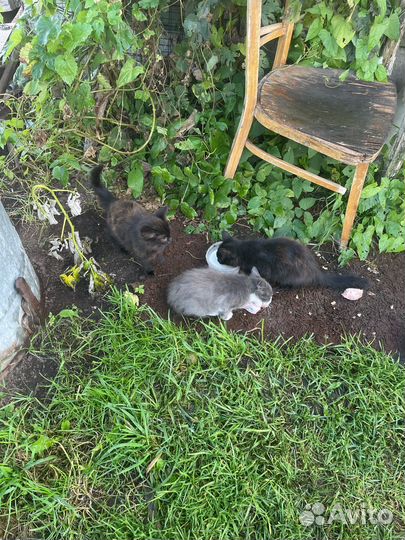 Котята в добрые руки