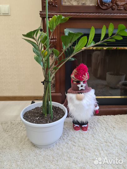 Продам цветы