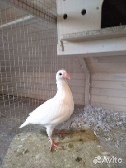 Голубь