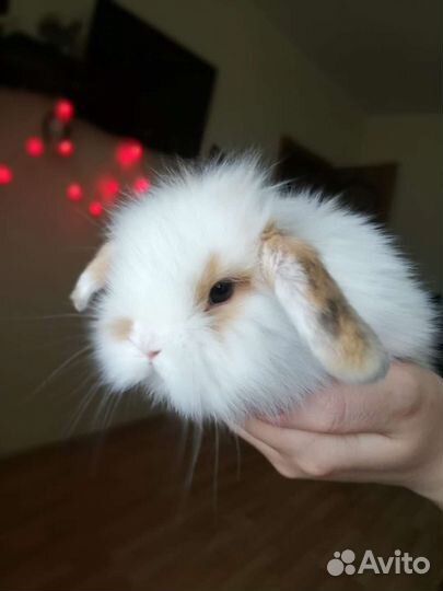 Кролик