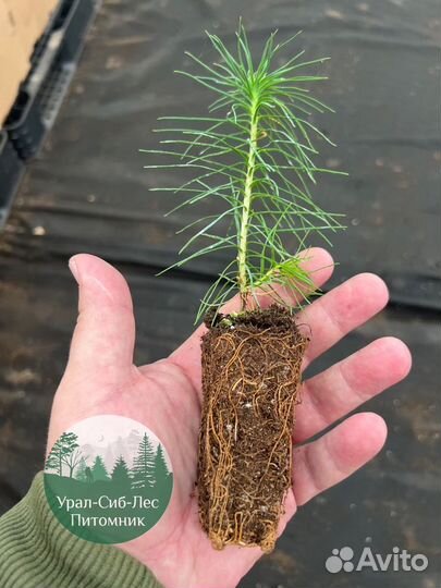 Зкс и окс Сосна Ель Лиственница сеянцы Голуб горн