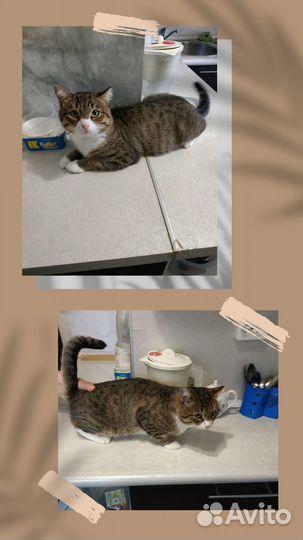 Интересный котик в ответственные руки