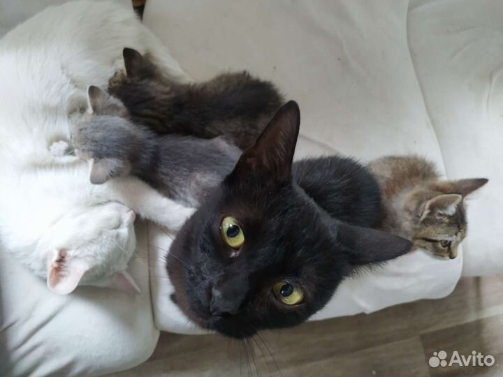 Кошка в дар бесплатно