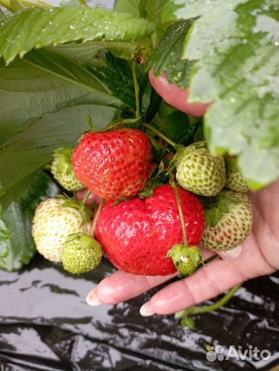 Саженцы Земляники садовой