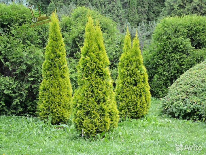 Туя 180 см