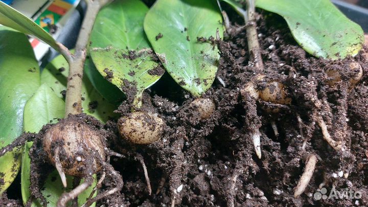 Замиокулькас