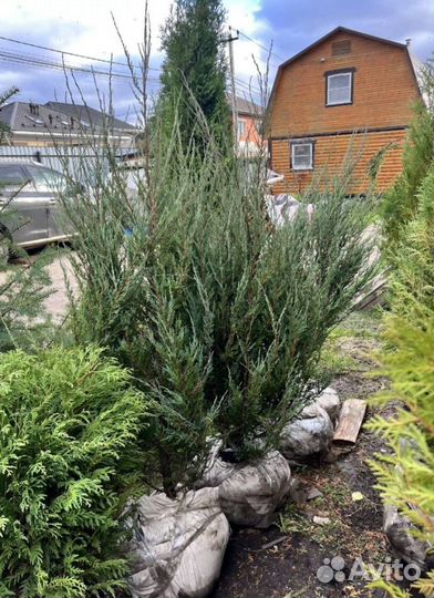 Можжевельник Блю Эрроу для живой изгороди